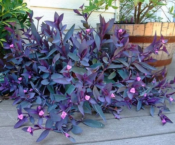 Mor Telgraf Çiçeği Fidanı 10-20 cm - Resim 3