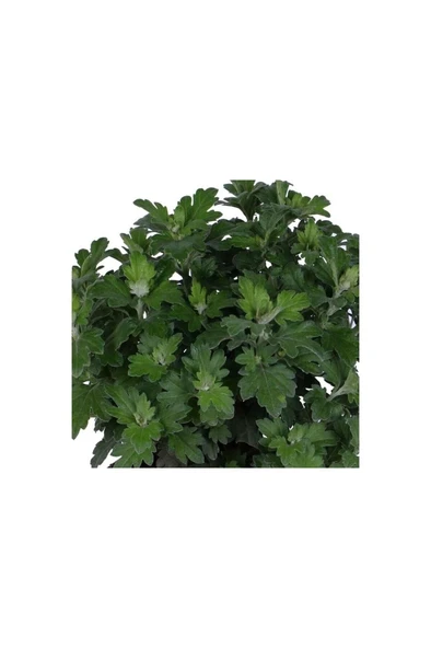 Kasımpatı Saksı’da (Chrysanthemum) Kırmızı Renk 10-20 cm - Resim 2