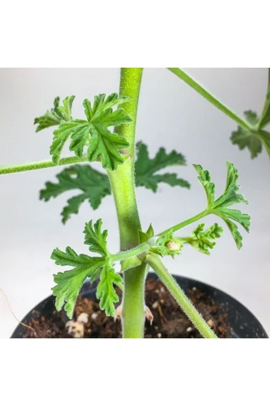 Pelargonium Graveolens - Itır Bitkisi Mis Kokulu (8.5 cm Saksıda) - Resim 5