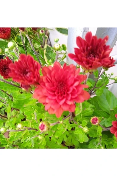 Kırmızı Bodur Kasımpatı Çiçeği Fidanı 10-20 cm ürün görseli