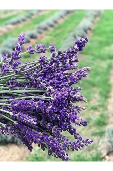 Lavanta Çiçeği Fidanı 10-20  cm - Resim 3