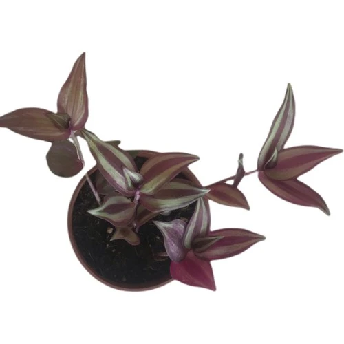 Telgraf Çiçeği-Tradescantia Küçük Boy 10-20 cm - Resim 3