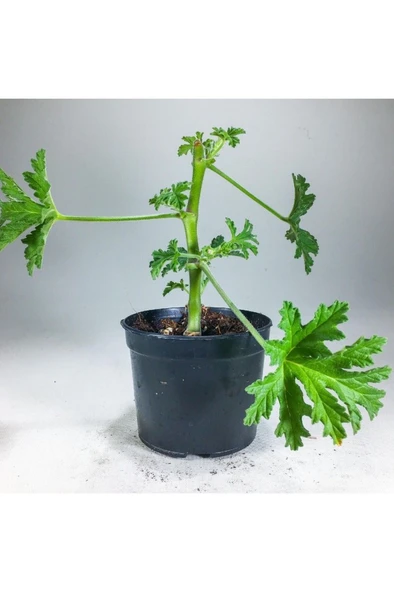 Pelargonium Graveolens - Itır Bitkisi Mis Kokulu (8.5 cm Saksıda) - Resim 3
