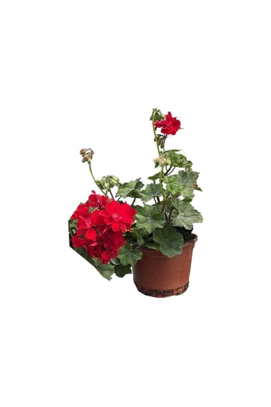 Kırmızı Sakız Sardunya Fidanı 10-20 cm ürün görseli