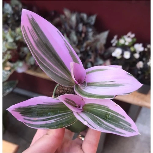 Tradescantia Nanouk Pembe Telgraf Çiçeği 10-20 cm - Resim 3