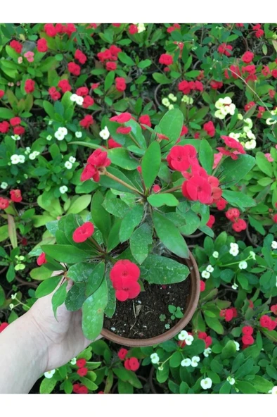 Dikenler Tacı Çiçekli Milli (KIRMIZI) 10-20 cm - Resim 4