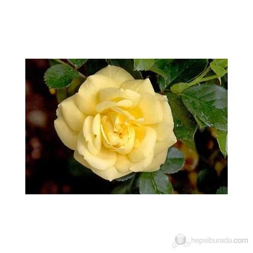 Aşılı Gül Fidanı Sarı 10-20 cm - Resim 3