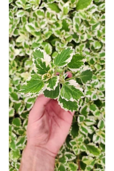 Plectranthus Coleoides ( Kokulu ) Benjamin Çiçeği Fidanı 10-20 cm - Resim 2