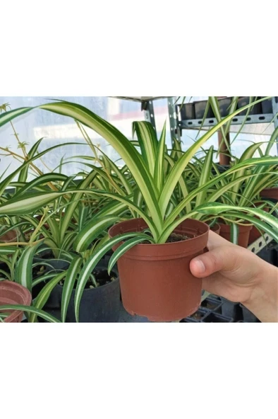 Kurdele Çiçeği Kurdale Çiçeği Kurdele Bitkisi Ev Ofis Salon Bitkisi - Resim 3