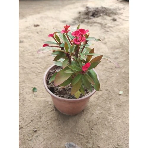 Dikenler Tacı Fidanı Kırmızı 10-20 cm ürün görseli