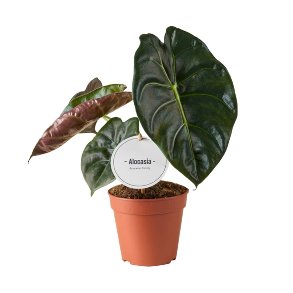 Alocasia 'Golden Bone' (Fil Kulağı) ürün görseli 1