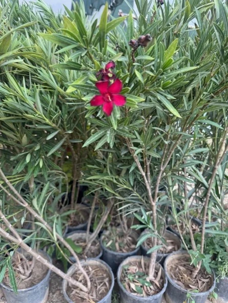 2 Adet Saksıda Bodur Kırmızı zakkum fidanı yaş 2 boy, 100-120 cm - Resim 3