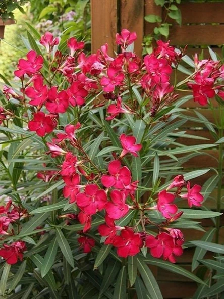 2 Adet Saksıda Bodur Kırmızı zakkum fidanı yaş 2 boy, 100-120 cm ürün görseli 1