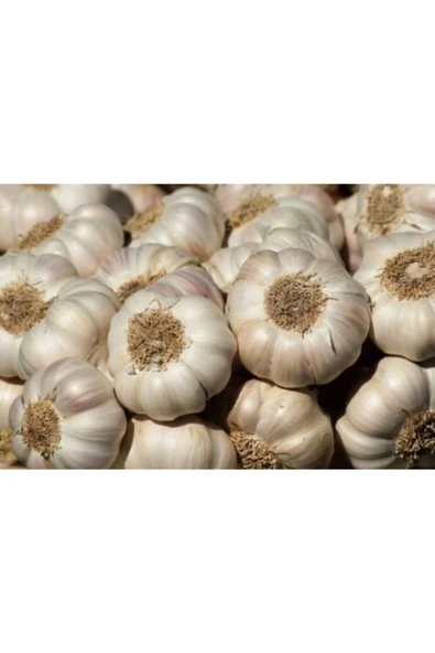 sarımsak Taşköprü Orta Boy ürün görseli