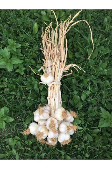 Taşköprü Sarımsağı Batton Taşköprü Sarımsak 1kg Büyük 2025 ürün görseli