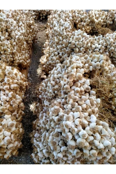 Picopy Doğal Kastamonu Taşköprü Sarımsak Yarım Kg / 500 Gr Yerli Üretim Yerli Tohum - Resim 2