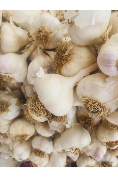 Edovital Coğrafi Işaretli Taşköprü Sarımsağı Kg (2025 HASAT) - Resim 2