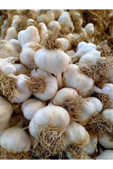 Picopy Doğal Kastamonu Taşköprü Sarımsak Yarım Kg / 500 Gr Yerli Üretim Yerli Tohum ürün görseli