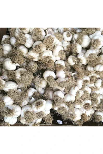 Dereköy Yöresel Ürünler Kastamonu Taşköprü Sarımsağı 500 gr - Resim 2