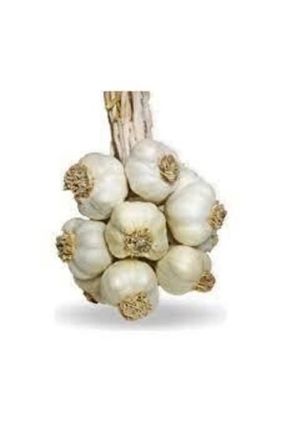 TAŞKÖPRÜ Batton Kastamonu Taş Köprü Sarımsağı 1 Kg 2025 (YENİ HASAT) ürün görseli