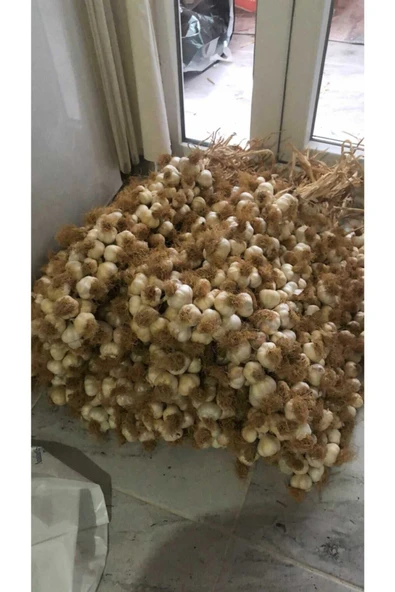 ABAYOĞLU TARIM HAYVANCILIK Kastamonu Taşköprü Sarımsağı 1kg ürün görseli