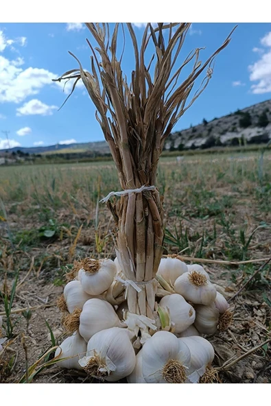 Taşköprü Sarımsağı Sarımsak Orta Iri Boy(2 Kg) - Resim 3