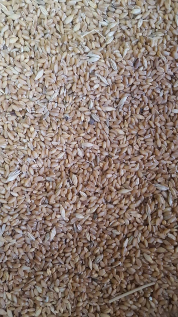 Yemlik Tane Buğday 1 Kg (güvercin Yemi)