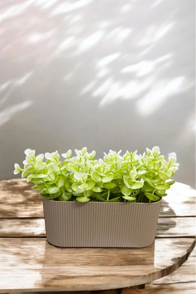 Sezka Life Yapay Okaliptus Çiçeği Çizgili Yatay Saksı Yeşil,Beyaz ürün görseli 1