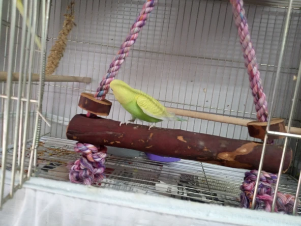 TÜM TÜRLERE UYGUN %100 DOĞAL MUHABBET KUŞU SALINCAK 31 CM+1 ADET İYOTLU ENERJİ BLOK ürün görseli 1