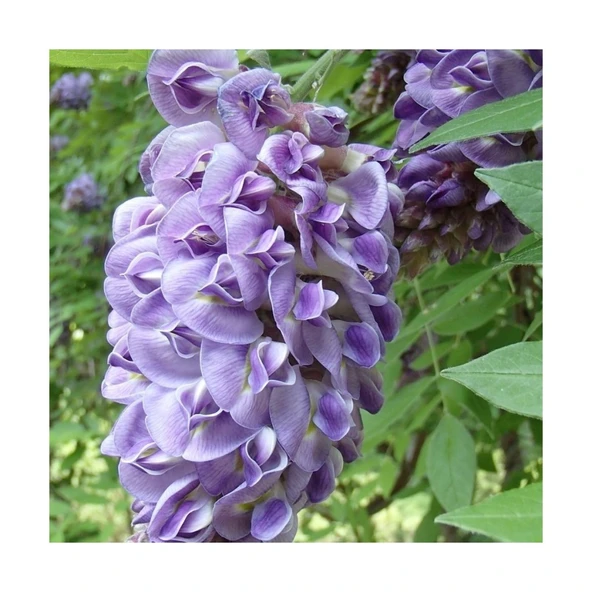Tüplü Wisteria Sinensis Mor Salkım Fidanı 10-20 cm ürün görseli
