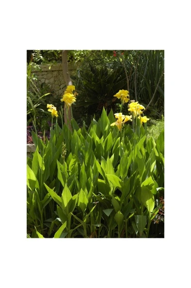 Canna Indica Yellow Sarı Tesbih Çiçeği Saksıda 10-20 cm ürün görseli
