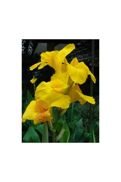 Canna Indica Yellow Sarı Tesbih Çiçeği Saksıda 10-20 cm - Resim 2