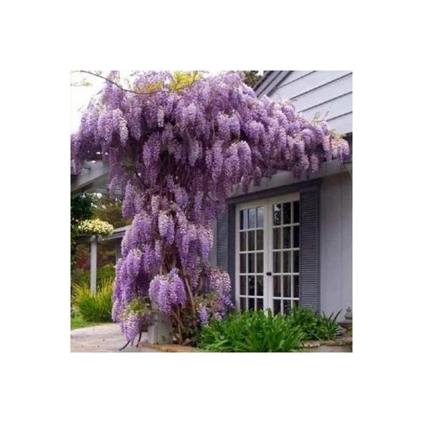 Mor Salkım Fidanı 10-20 cm - Resim 2