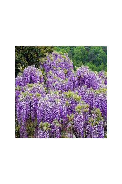 Tüplü Wisteria Sinensis Mor Salkım Fidanı 10-20 cm - Resim 2