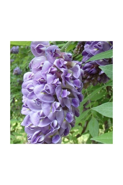 Kokulu Mor Salkım Fidanı 10-20 cm ürün görseli