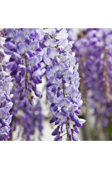 Mor Salkım Fidanı 10-20 cm - Resim 2