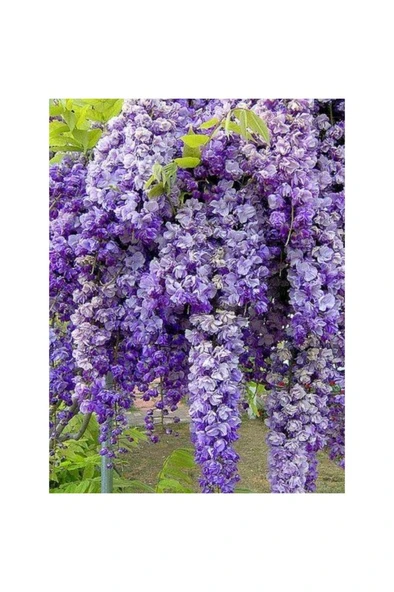 Mor Salkım Fidanı 30-60 cm ürün görseli