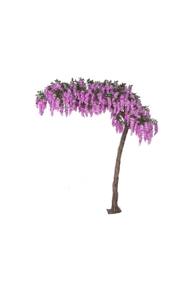 Kokulu Fuşya Çiçekli Mor Salkım Fidanı 10-20 cm ürün görseli