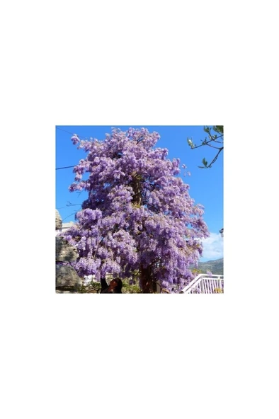 Tüplü Kokulu Mor Çiçekli Mor Salkım Fidanı 10-20 cm ürün görseli