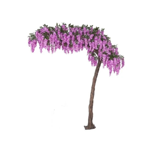 Mor Salkım Fidanı 10-20 cm - Resim 5