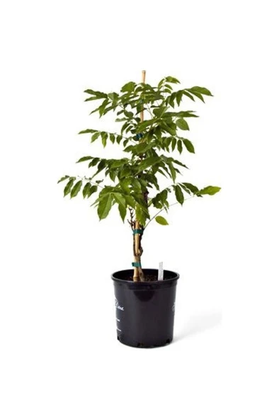 Mor Salkım Fidanı 10-20 cm ürün görseli