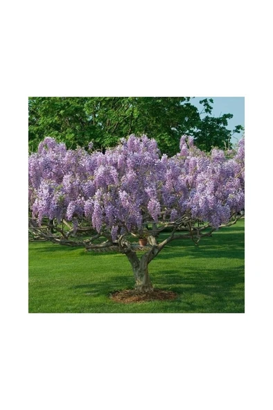 Tüplü Kokulu Mor Çiçekli Mor Salkım Fidanı 10-20 cm - Resim 2