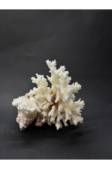 gemsartdeco MERCAN - Resim 4