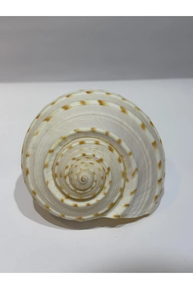 gemsartdeco TONA SKOSA SHELL - Resim 7