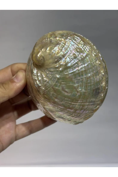 gemsartdeco ASIMILIS KABUK - Resim 5