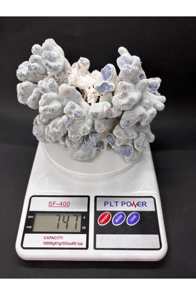 gemsartdeco MAVİ MERCAN - Resim 7