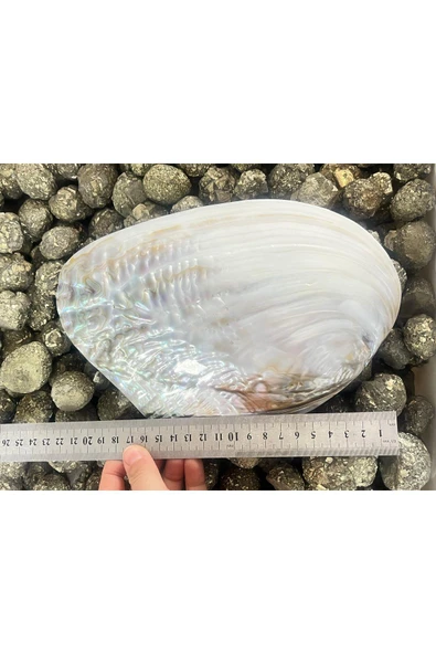 gemsartdeco Sedef Kabuk Filipinler - Resim 3