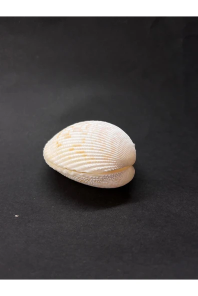 gemsartdeco BEYAZ COCKLES KABUK - Resim 3