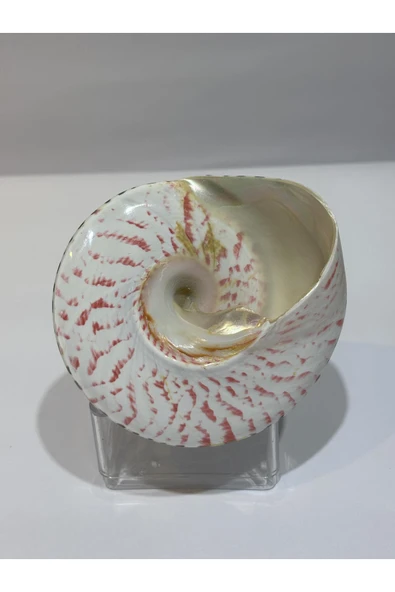 gemsartdeco TROCA POLISHED NATURAL KABUK ürün görseli 1