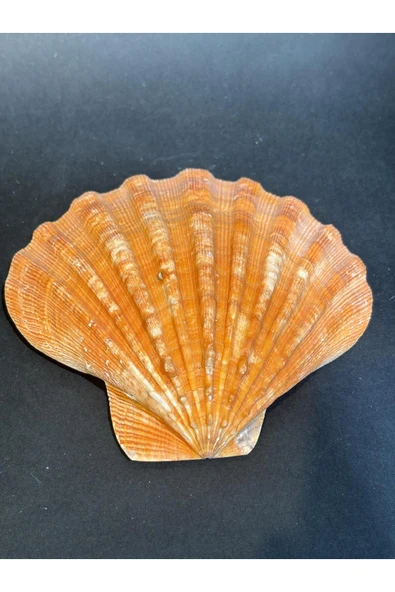 gemsartdeco Lion's Paw Scallop Kabuk ürün görseli